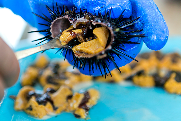 剥き身用のウニは、ウニが食べた昆布のカスや黒いワタを取り除いてから出荷されます。