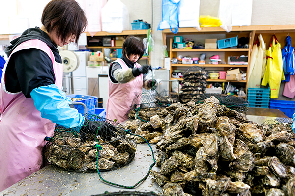牡蠣の身を大きく育てるため、出荷の2週間前に殻についた海藻などを取り除き、専用カゴに入れて、再度海へ戻す「活け込み」を行います。