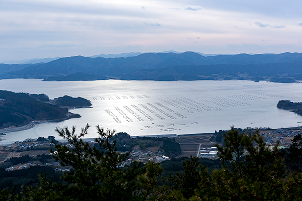 箱根山から見る広田湾。北上山系が海の間近まで迫り、森の栄養素を海へと運ぶ気仙川が注ぎます。