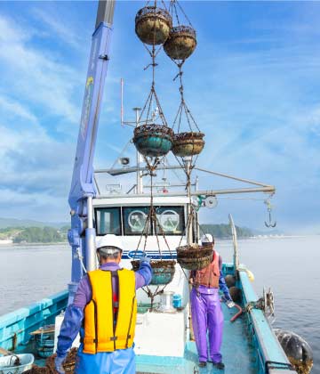 広田湾産イシカゲ貝