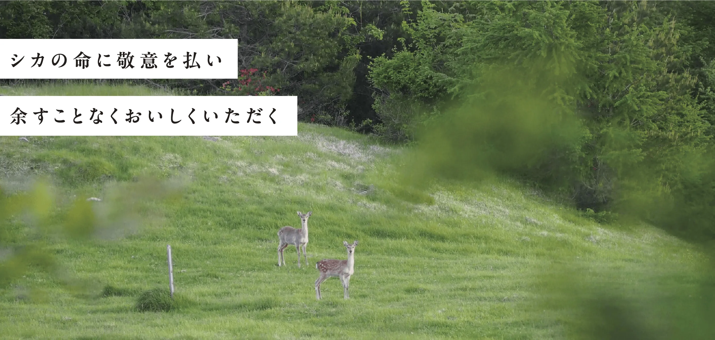 「シカの命に敬意を払い余すことなくおいしくいただく」のシカの風景写真