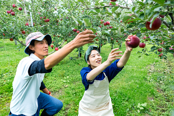 リンゴの収穫体験